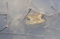 <br><br>Nom anglais : Common toad
<br>Les Crapauds communs mâles devenus plus farouches se cachent sous l'eau ou sous la végétation aquatique à la moindre approche.
<br><br>Photo réalisée en France, dans l'Allier (Auvergne)
<br><br> Crapaud commun
Bufo bufo
Auvergne
Allier
mâles
eau
végétation
aquatique
mare 
